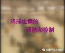 夏季球蟲到底該怎么預(yù)防治療？都在這里！