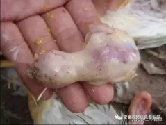 肉雞最頭疼的還是腺肌胃炎，到底該怎么解決？